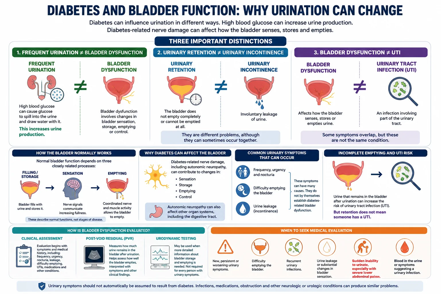 Infographic explaining normal bladder function and the differences between frequent urination, bladder dysfunction, urinary retention, urinary incontinence and urinary tract infection in diabetes