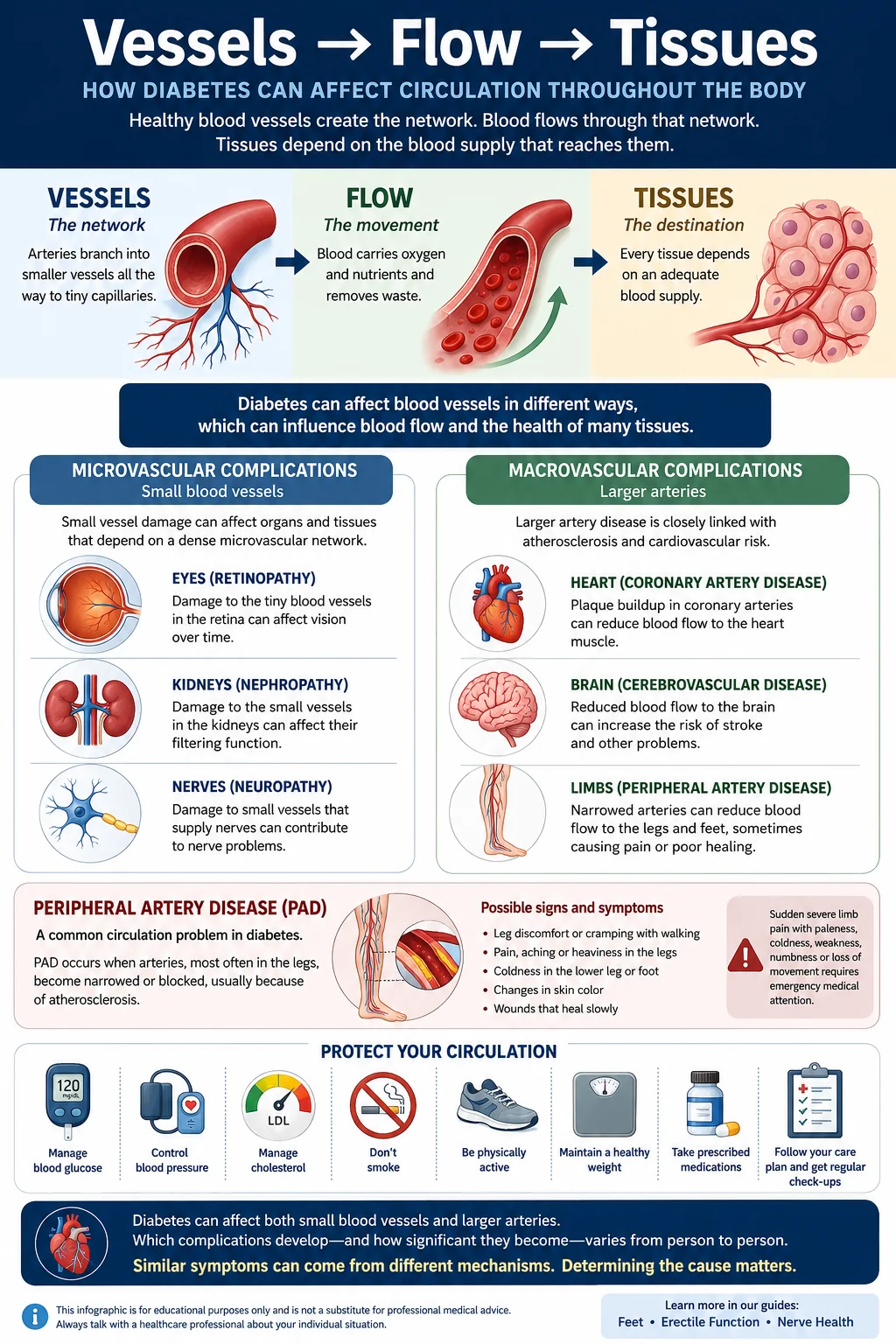 Infographic showing the vessels to flow to tissues model for how diabetes can affect circulation, including microvascular and macrovascular complications and peripheral artery disease