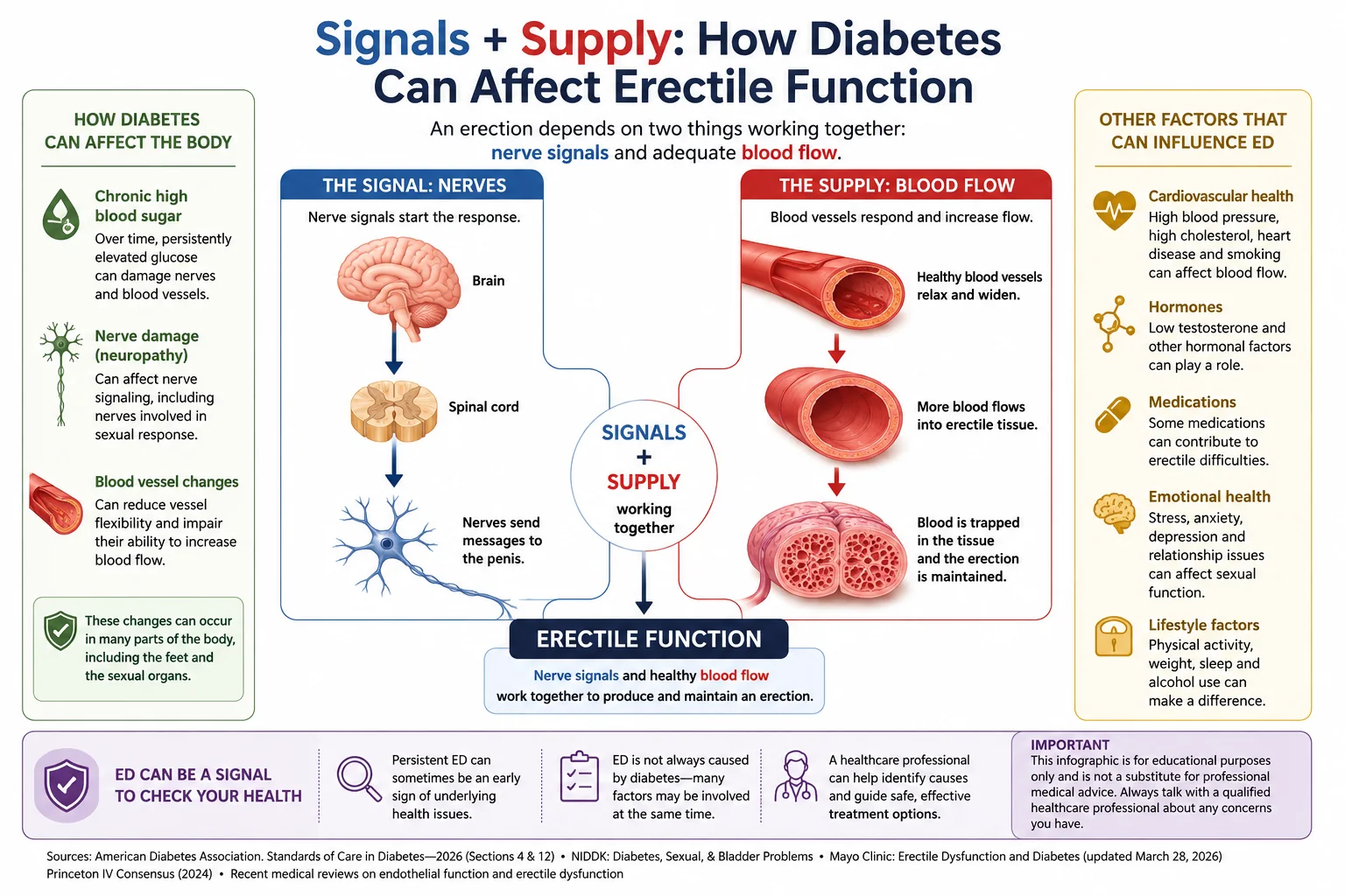 Infographic explaining how diabetes can affect erectile function through nerve signaling and blood flow, using a signals plus supply model