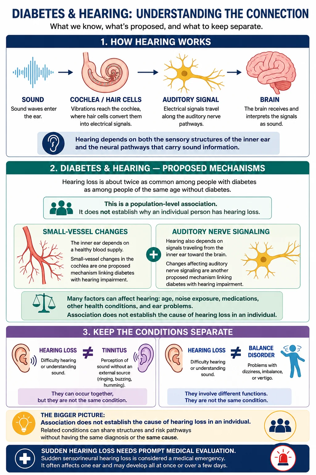 Infographic explaining normal hearing, proposed small-vessel and auditory nerve mechanisms linking diabetes with hearing impairment, and the differences between hearing loss, tinnitus and balance disorders