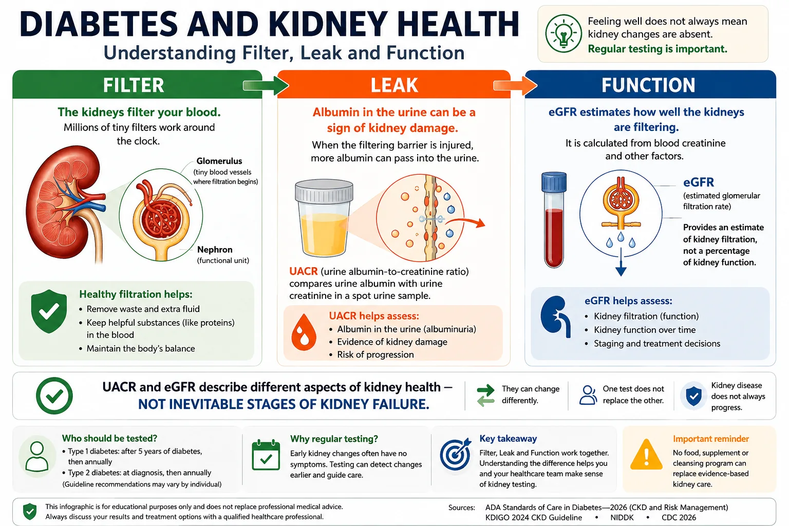 Infographic explaining diabetes and kidney health using Filter, Leak and Function, including UACR and eGFR