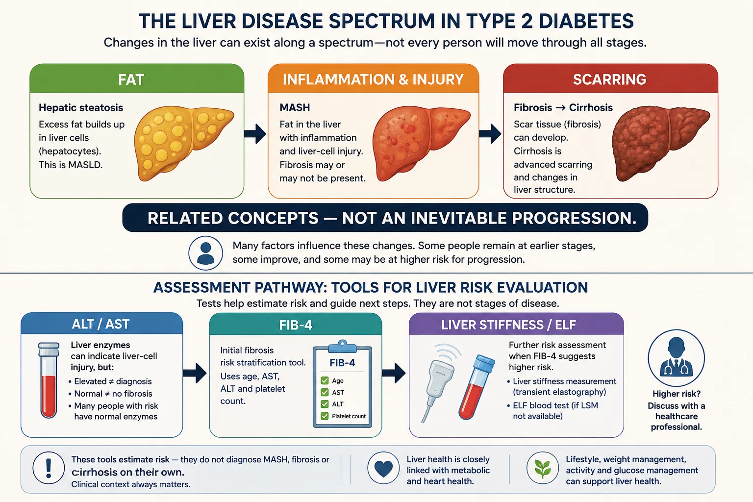 Infographic explaining liver disease in type 2 diabetes using fat, inflammation and injury, scarring, and a separate assessment pathway with ALT, AST, FIB-4, liver stiffness and ELF